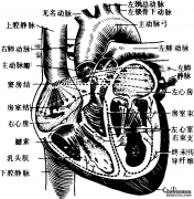 心肌的传导系统