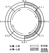 心动周期