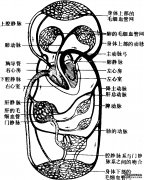 血管系统