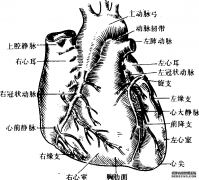 冠状循环