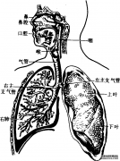 呼吸系统