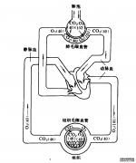 气体交换