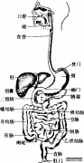 消化系统