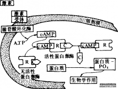 激素的作用机制