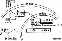 甲状腺