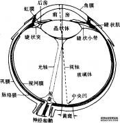 眼球的结构