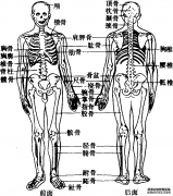 骨与骨骼