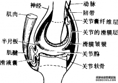 关节的构造